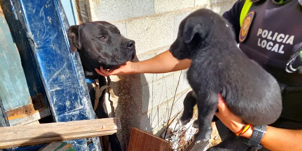 La Policia Local intervé una Família Canina en una Fàbrica Abandonada